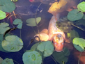 Koi Painting